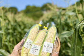 糖度20度超え!白いとうもろこし雪やこんコーンお試し6本【朝どれ】