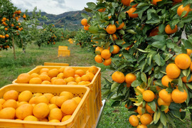 有田みかん【小粒小玉】8kg（箱込）