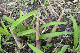 ★自然栽培　根曲がり竹　ネマガリダケ　姫竹　1キロ　冷蔵専用箱発送