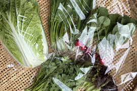今だけ100円値下げ中！小さな農家、旬のお野菜セット　5品目＜農薬、化学肥料不使用＞