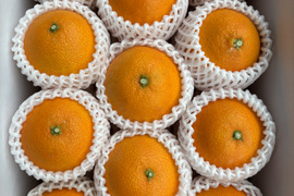 【化粧箱　まどんな　 愛媛県産　ゼリーのような食感　愛果28号　　　　　除草剤使用無 万田酵素散布】