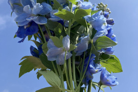 【青い花の代名詞デルフィニウム】エラータム系12本入り