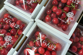 予約販売〈山形新さくらんぼ〉紅王　Ｌ～3Ｌ玉　350gパックバラ　６月下旬～７月上旬発送　さくらんぼ