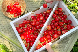 【畑から直送】もぎっぱなし「農家の先生が育てた山形県産佐藤錦」500g（おすすめ！）