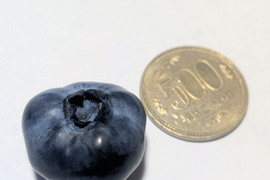 【北海道産】樹上完熟ブルーベリー500g【2026年収穫】