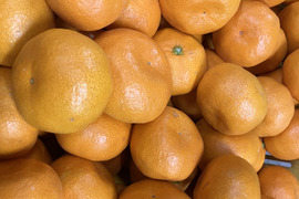 有田みかん【5kg（箱込）・ご家庭用】