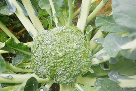かわいい👶チビッコリー🥦︎1キロ とキャベツ２玉セット