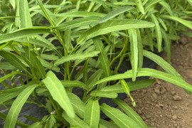 今が旬！！シャキシャキ空心菜【JIYURI エンサイ】1kg
