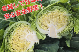 冬越し春キャベツ　科学農薬、無堆肥、不使用