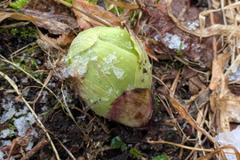 【予約開始】秋田県産天然ふきのとう300グラム