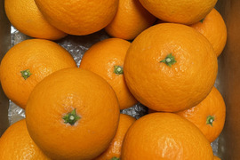 果汁たっぷり　愛媛県産　清見オレンジ　ご家庭用　10kg(箱込）