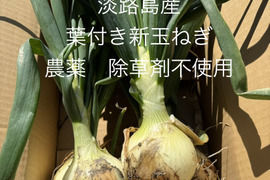 農薬、除草剤不使用！淡路島 葉付き新玉ねぎ　サラダにピッタリ。葉っぱも頂ける。期間限定みずみずしい特別な玉ねぎをご賞味あれ。