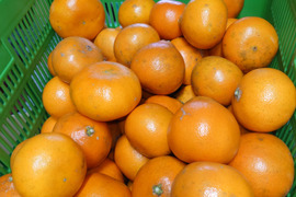 希少☆柑橘☆みはや☆規格外☆3.5キロ