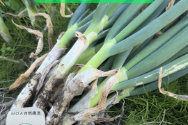 自然栽培ネギ　根付き　４キロ