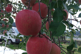 りんご🍎サンふじ🍎　　5kg　大玉～中玉(12～16玉サイズ)