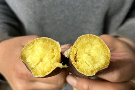 熊本県産オーガニックさつまいも！すずほっくり【万能なホクホク系】（箱込み5kg）グリル料理にも相性抜群！