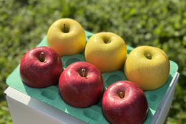 ミックス　シナノゴールド&葉取らずコスモふじ　家庭用2kg【5～10個】