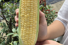 【お試し3本】甘みと旨みのバランスが良いプレミアム味来（約900g）