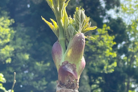 木の芽山菜の王様！タラの芽２００ｇ