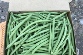 【鹿児島産】甘塩サヤインゲン箱込み800g^_^