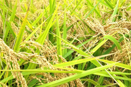 令和6年産玄米20㎏「こしひかり」