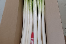 8名様限✨至福の極甘✨白ネギ✨M/L20本＋2本❗3,180円→1,380円❗❗