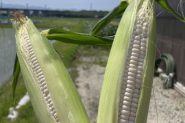 淡路島からの夏の野菜セット60　ホワイトコーン入り　数量限定