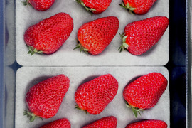 濃い味！The Berry(スターナイト）　約300ｇ×2ｐ