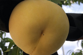 桃名人厳選　桃【黄金桃】2ｋｇ(5-8玉）