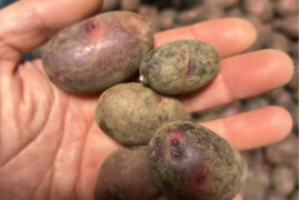 小粒だけを集めました！【グラウンドペチカ】デストロイヤー（2kg）