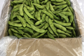 朝採りブランド枝豆、未選別訳あり品！2kg!