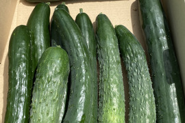 農薬を使っていないきゅうり　3種類　シャキットと八町きゅうりもあるよ