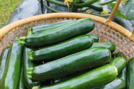 京都府産ズッキーニ約1kg(4〜6本程度)
農薬・化学肥料・除草剤不使用