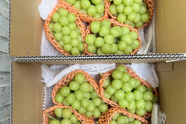 「🉐2026年 ご予約＊大人気！長野県産シャインマスカット約2kg贈答(4〜6房)』