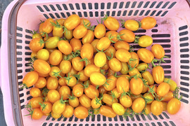 長野県産オレンジアイコトマト1kg
