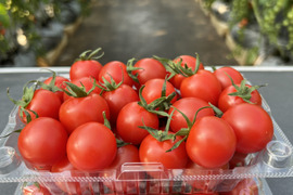 春をお届け♪てっちゃんの完熟ミニトマトこすず1kg（500g×2p）朝採り農園直送便