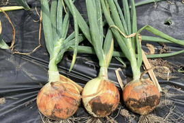 農薬及び化学肥料不使用の玉ねぎ２Kg　長野県山形村産