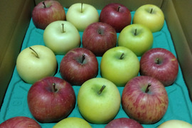 サンふじゴールド金星5キロ