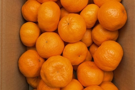 倉橋ミカン食べてクレ園の、ポンカン(約10kg)広島県 倉橋島ポンカン