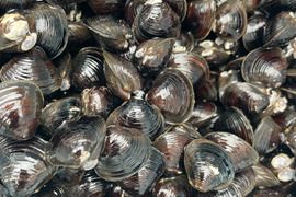 十三湖産活しじみ1kg中サイズ