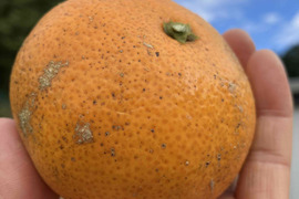 訳アリだけどおいしすぎる！！ほどよい酸味と極甘！熊本みかん　金峰5ｋｇ　（温州）