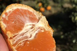 【訳あり】させぼ温州みかん　3kg