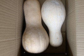 かぼちゃの通販｜野菜｜食べチョク｜産地直送(産直)お取り寄せ通販