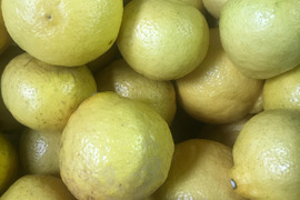 はるか訳アリ5㎏