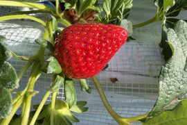 『ほしうらら』12から15粒　350から400g✖️1ケース　センサー選別なし