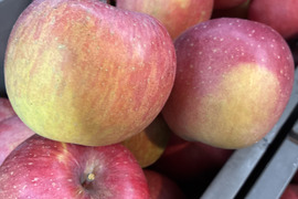 長野県産家庭用サンふじ5kg