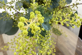 【ふわふわのミモザ10本（つぼみ）】春を感じさせる、ふわふわのミモザ。花瓶に入れてゆっくり楽しんだ後は、丸みのあるハートのポポラスも一緒にリースにして長くお楽しみいただけます。