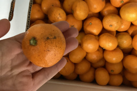 祝！！合格ワンコイン石地みかん小さ目１．５kg　自家用訳ありですが今食べてほしいたべごろに仕上げ　石積み潮風段々畑のいしじみかん