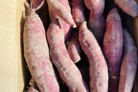 栽培期間中農薬不使用、有機肥料　ホクホク甘〜い『紅あずま』小芋　8kg