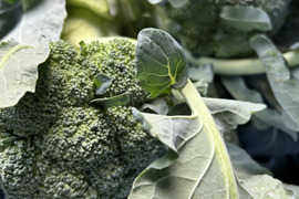 旬‼︎  ブロッコリー　8株